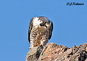 Falco  peregrinus